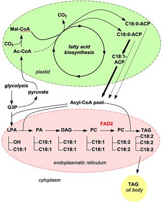 Generation of high oleic acid sunflower lines using gamma radiation mutagenesis and high-throughput fatty acid profiling